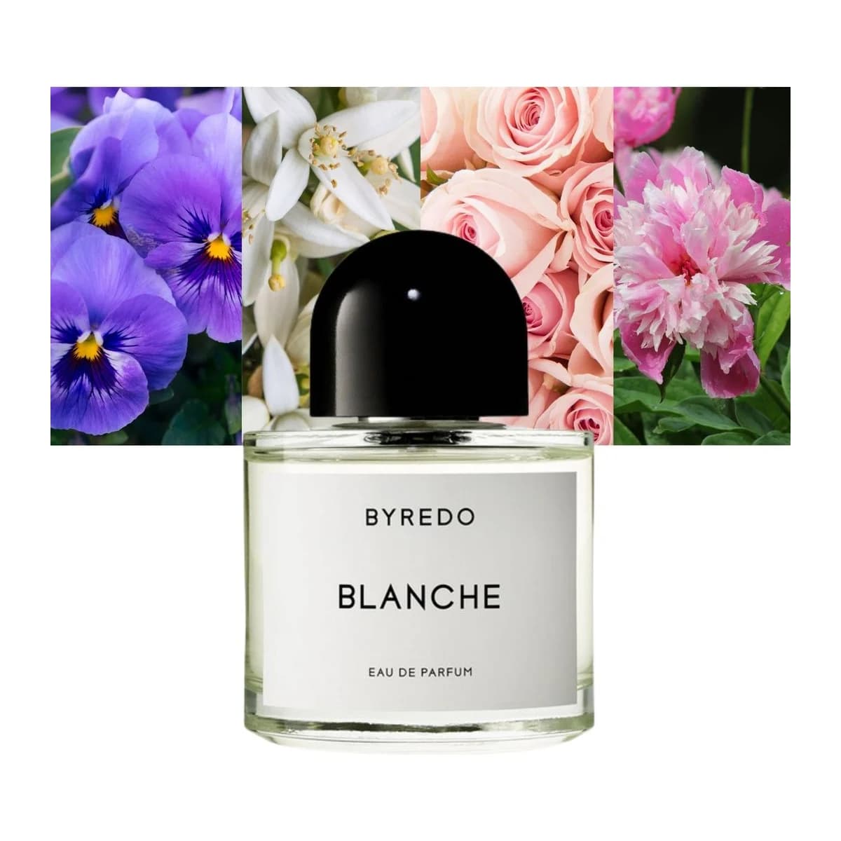 Blanche 3